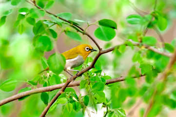 Oriental white eye sitting on a green bush