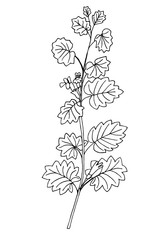 ground-ivy or Glechoma hederacea plant simple vector illustration of a traced drawing with black ink