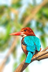 White throated kingfisher on a perch looking back