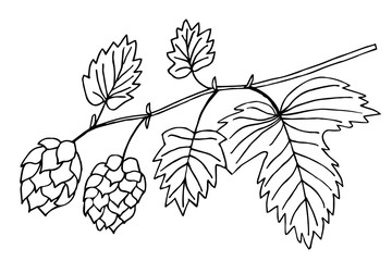 common hop plant simple vector illustration of a traced drawing with black ink