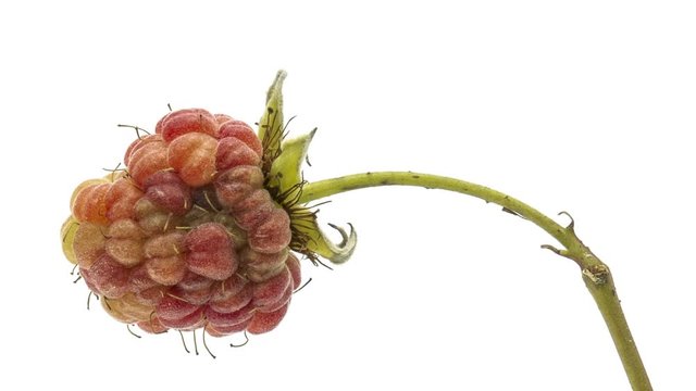 Macro timelapse video of ripening raspberries, isolated on white background