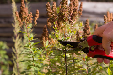 The gardener cuts dry tree branches using a pruner. Pruning bushes. Pruning branches. Garden care...