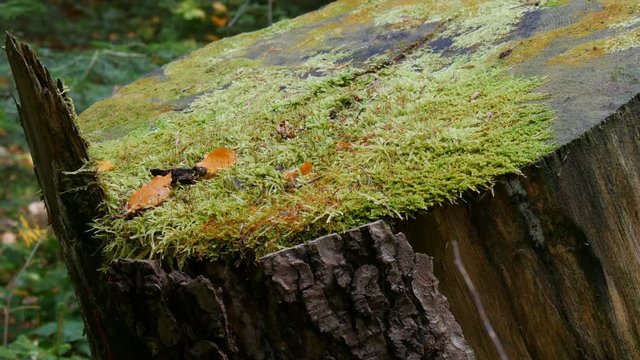 Big old stump covered with green moss in the forest. Sawn tree