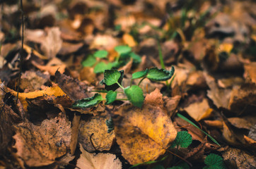 Green sprouts from stale wilted foliage