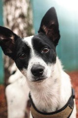 Portrait of a basenji dog on a beautiful bright background, interested look