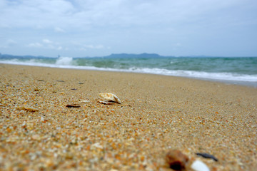 Seashore with shells