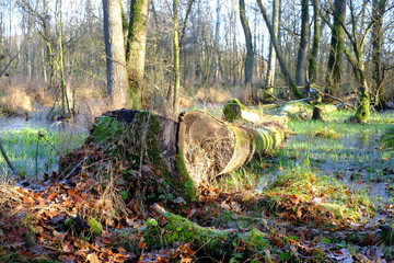 Baum liegt im Wasser