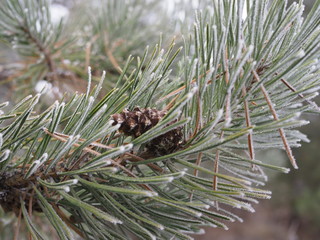 pine branch with long needles and a cone in the frost.