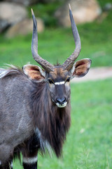 Male Nyala Deer Portrait