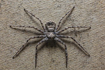 The poisonous spider Darwin that lives on the island of Madagascar