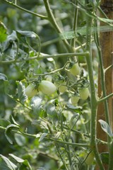 tomato fruit tree in nature garden