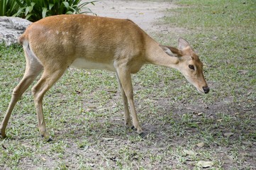 Obraz premium eld deer in wild nature