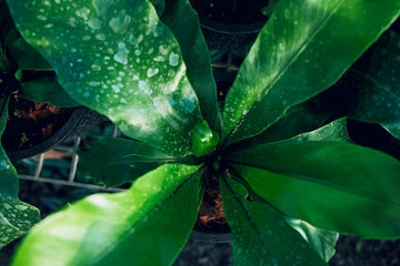 Bird’s nest fern on top view.