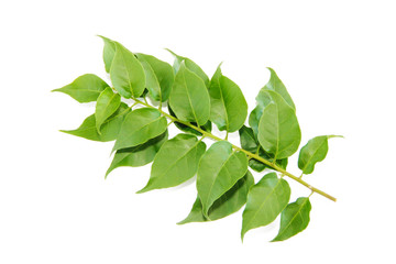Obraz premium natural green leaves of a tree with veins on a white background