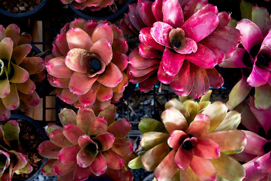 Bromeliad Neo top view and closeup.