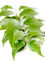 natural green leaves of a tree with veins on a white background