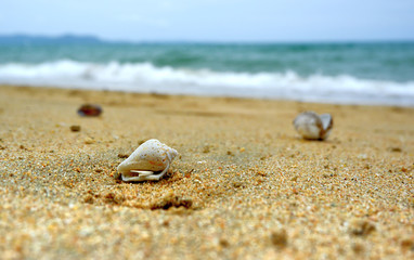 Fototapeta na wymiar Seashore with shells