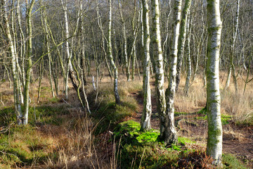 Birken im Naturschutzgebiet