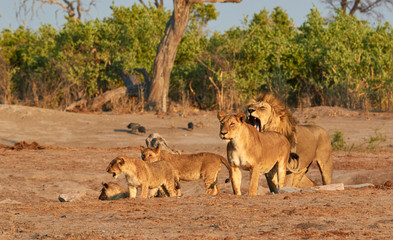 Pride of Savuti lions, Botswana