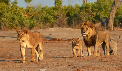 Pride of Savuti lions, Botswana