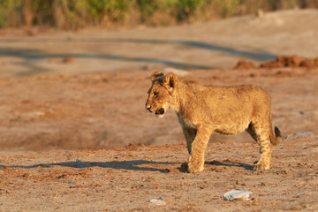 A young lion cub in Botswana