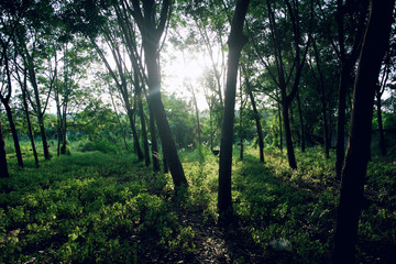 The silhouette of rubber tree at sunset