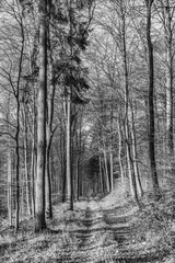 Foto auf Leinwand  path with spectacular shadow in the Taunus forest near Glashuetten at the Feldberg area © travelview
