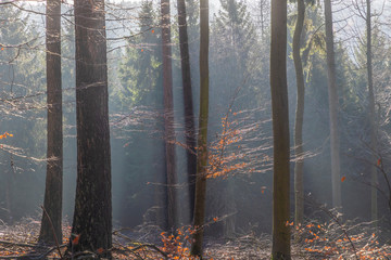 shadow with fog in the Taunus forest near Glashuetten at the Feldberg area