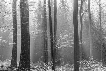 shadow with fog in the Taunus forest near Glashuetten at the Feldberg area
