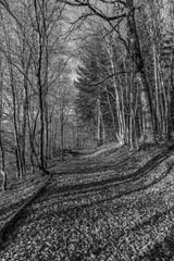  path with spectacular shadow in the Taunus forest near Glashuetten at the Feldberg area
