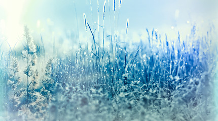Frozen dew, frosty dew on grass in meadow  