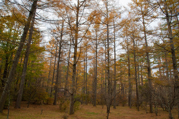 【山梨県】富士山の麓の秋の唐松の森