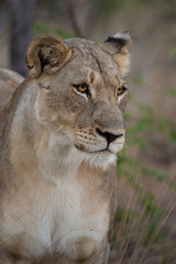 Fototapeta na wymiar Lioness Portrait