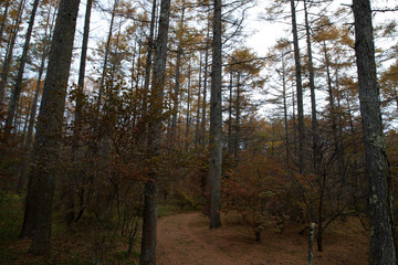 Obraz premium 【山梨県】富士山の麓の秋の唐松の森