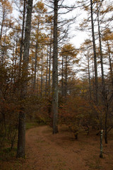 【山梨県】富士山の麓の秋の唐松の森