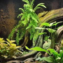 Tropical environment terrarium layout with exotic greens and a log
