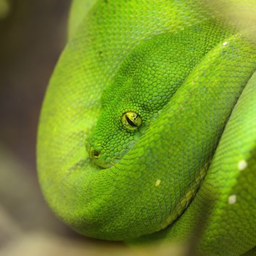 Green tree python Morelia viridis. Young green snake folded on a stick.