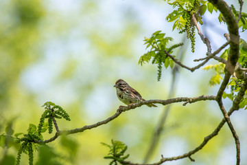 Sparrow in Woods A Sparrow perches on a branch at the edge of a small woods.