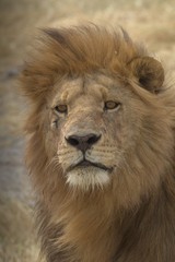 Obraz na płótnie Canvas LIeon dans le par du Serengeti 
