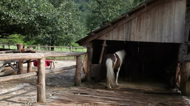 View of an horse in a wooden stall