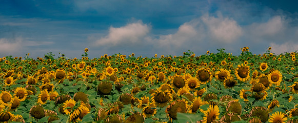 Obraz premium field of sunflowers