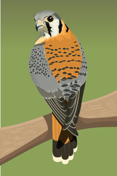 American krestel bird vector illustration