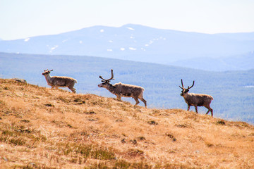 Rentiere im Abisko Nationalpark / Schweden