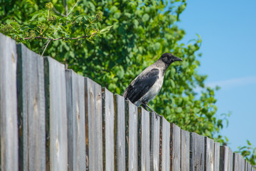 A gray crow sits on a wooden fence.