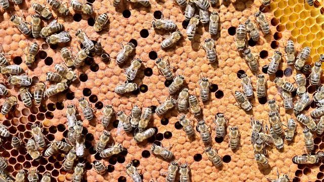 4k video of close up of the bees on honey comb in bee hive.	