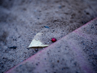 Rowan berry lies on the sand, Moscow.
