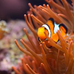 Amphiprion Ocellaris Clownfish In Marine Aquarium