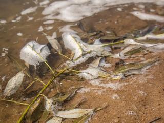branch with leaves in the water, the river Oka.