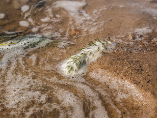 branch with leaves in the water, the river Oka.