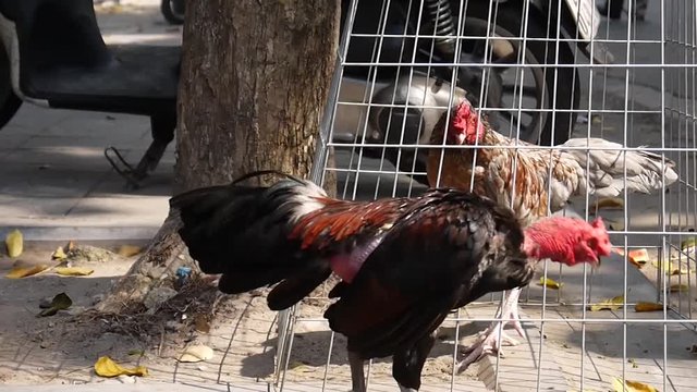 fighting cocks on the street of Hanoi